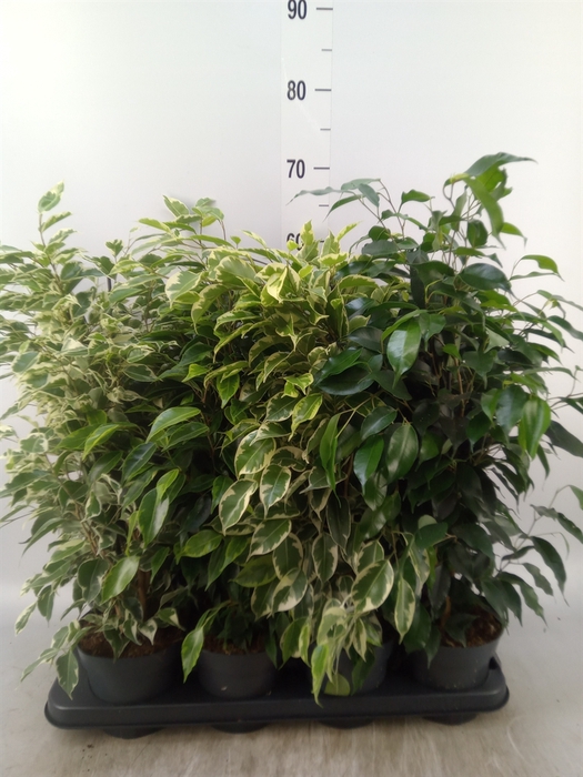 <h4>Ficus benja.   ...mix</h4>