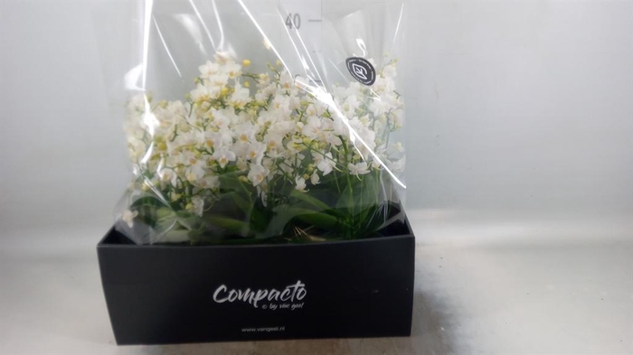 <h4>Phalaenopsis multi. 'Cream Punch'</h4>