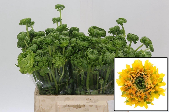 <h4>RAN PON PON MERLINO</h4>