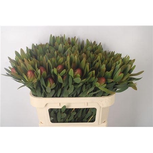 Leucad Ayoba Sky Ex Nut