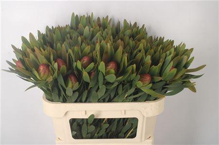 <h4>Leucad Ayoba Sky Ex Nut</h4>