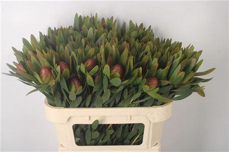 <h4>Leucad Ayoba Sky Ex Nut</h4>