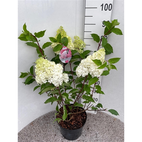 <h4>Hydrangea pan. Vanille Fraise 60-80 cm P26</h4>