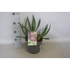 vaste planten 19 cm  Allium Bubble Bath