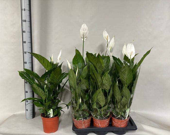 <h4>SPATH VERDI</h4>