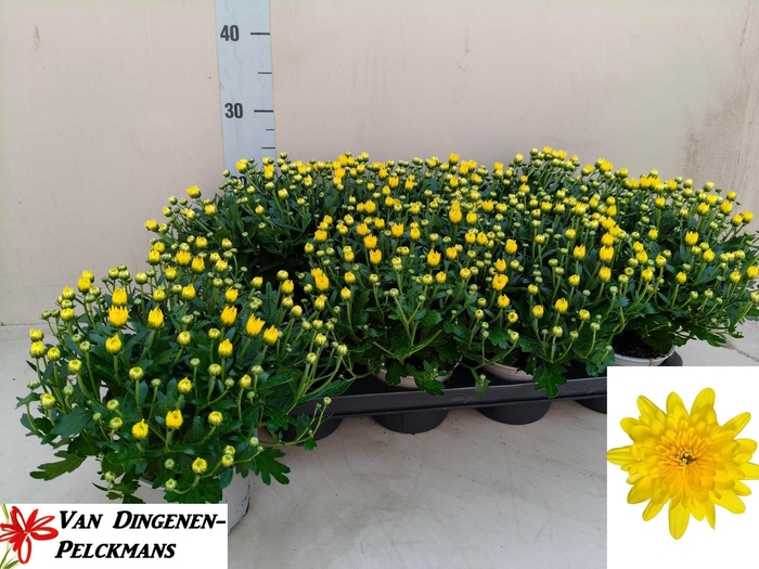 <h4>CHRY GARD YELLOW</h4>