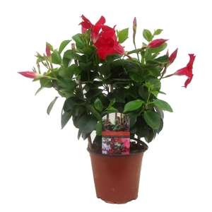 Dipladenia rio