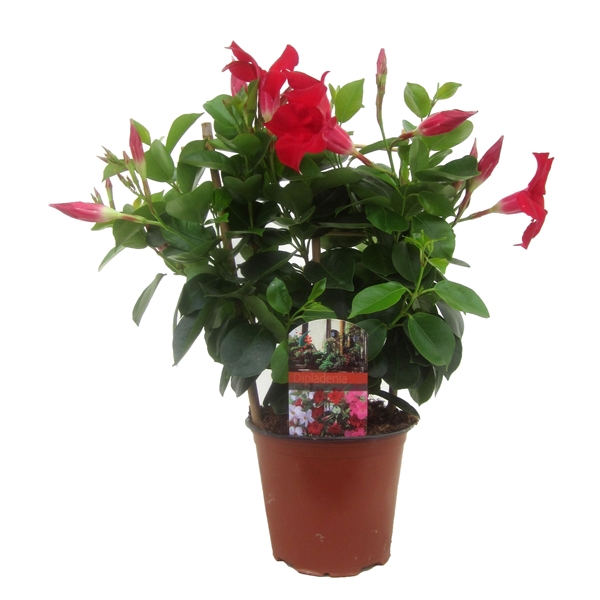 <h4>Dipladenia rio</h4>