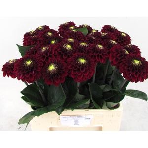 Dahlia Black Fox Koppert