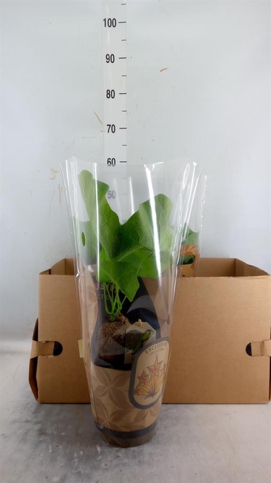 <h4>Planten Groen   ...L%</h4>