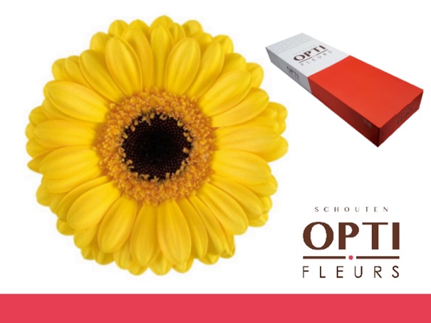 <h4>GE MI DELMONTE-Doos</h4>