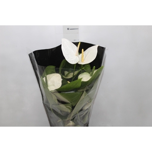 ANTHURIUM ALASKA P17 PREMIUM