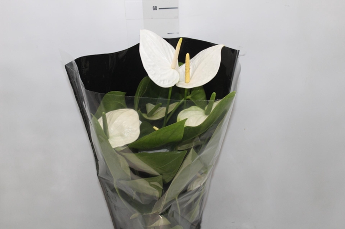 <h4>ANTHURIUM ALASKA P17 PREMIUM</h4>