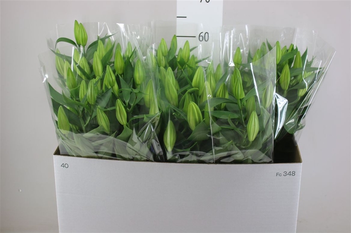 <h4>Lil Or After Eight 4pp Roze</h4>