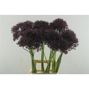 Allium Atropurpureum