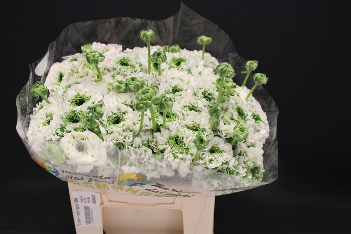 <h4>Cl Pon-pon Igloo 566</h4>