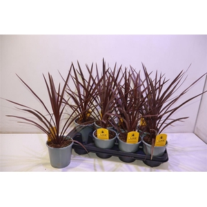 arr8 Cord Aus Red Star