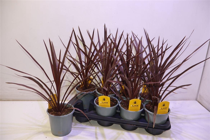 <h4>Cord Aus Red Star</h4>