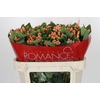 Hypericum Mellow Romance Spray