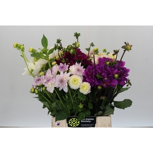 Dahlia Gemengd in fust