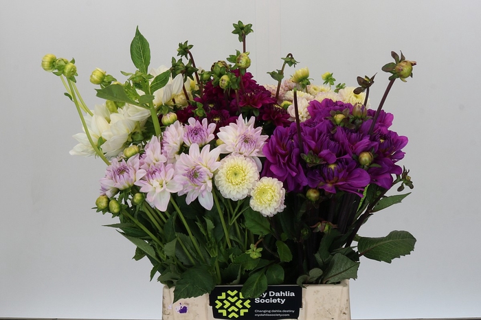 Dahlia Gemengd in fust