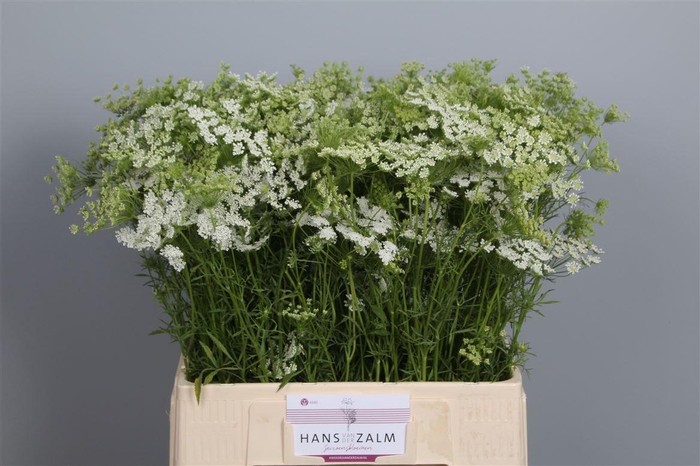<h4>Ammi Majus</h4>