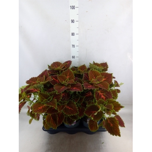 Plectranthus col.   ...