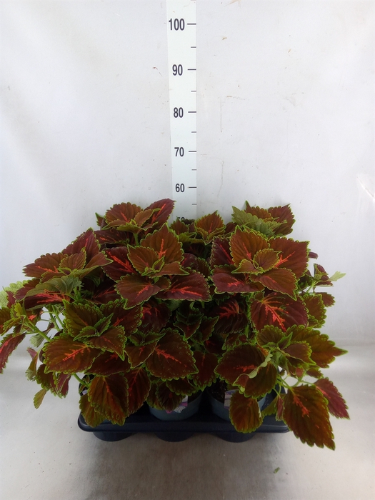 <h4>Plectranthus col.   ...</h4>