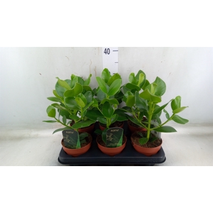 Clusia rosea 'Princess'