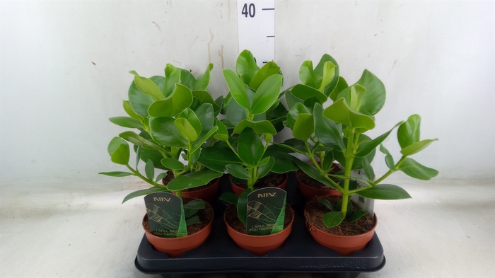 <h4>Clusia rosea 'Princess'</h4>
