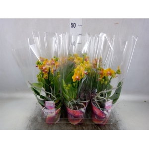 Phalaenopsis multi.   ...orange