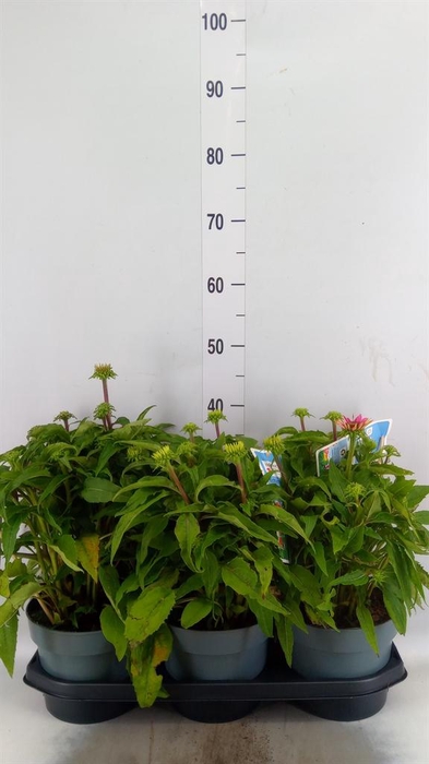 <h4>Echinacea purp.</h4>