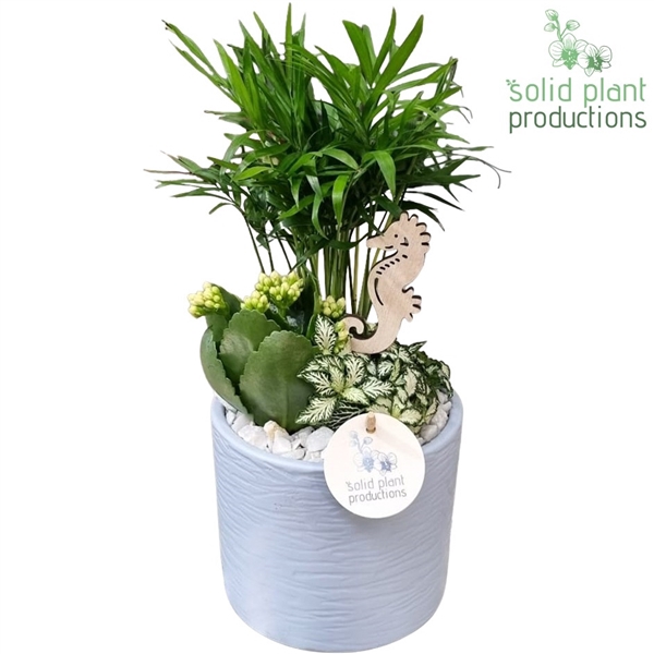 <h4>CH001 Amy Blue</h4>