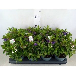 Hebe  'Hebedonna Julia'