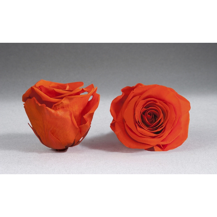 <h4>Roos XL Ora-02</h4>