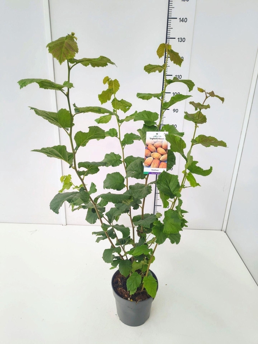 <h4>Corylus</h4>