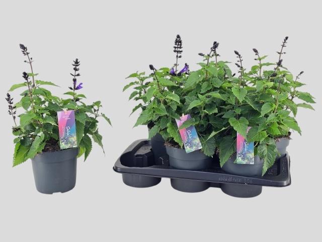 <h4>SALVIA LAKE BLUEBERR</h4>