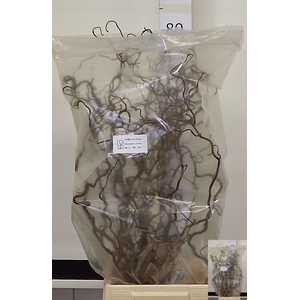 Corylus 70cm