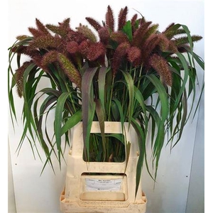 Siergras Setaria It Red Jewel