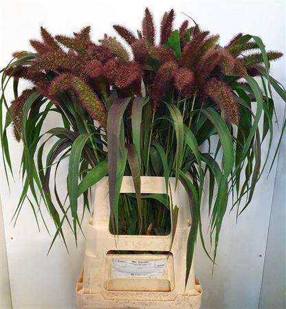 <h4>Siergras Setaria It Red Jewel</h4>