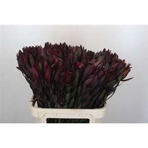 Leucad Saf Sunset 80 Cm