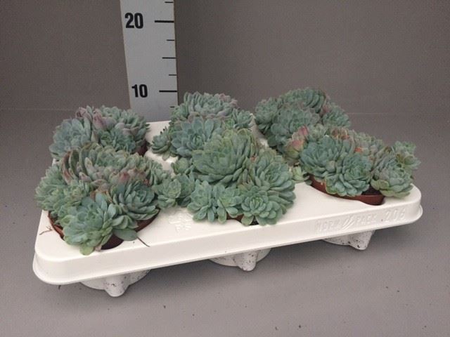 Echeveria elegans