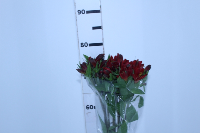 ALSTROEMERIA ANGELINA 080 CM