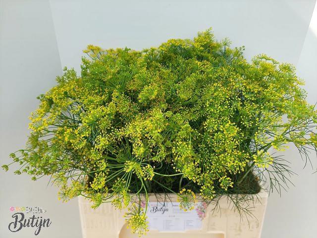 <h4>ANET GRAVEOLENS</h4>