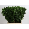 Ruscus Hypophyllum