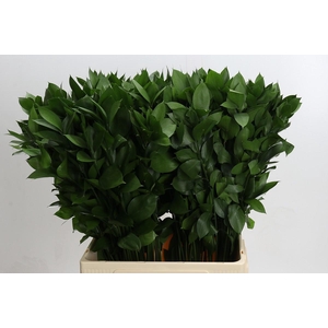 Ruscus hypophyllum (groot blad)