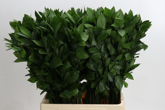 <h4>Ruscus hypophyllum (groot blad)</h4>
