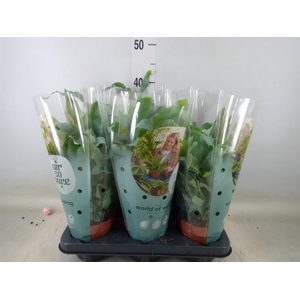 Phlebodium aureum 'Blue Star'