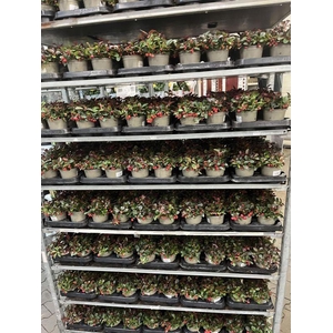 Gaultheria procumbens