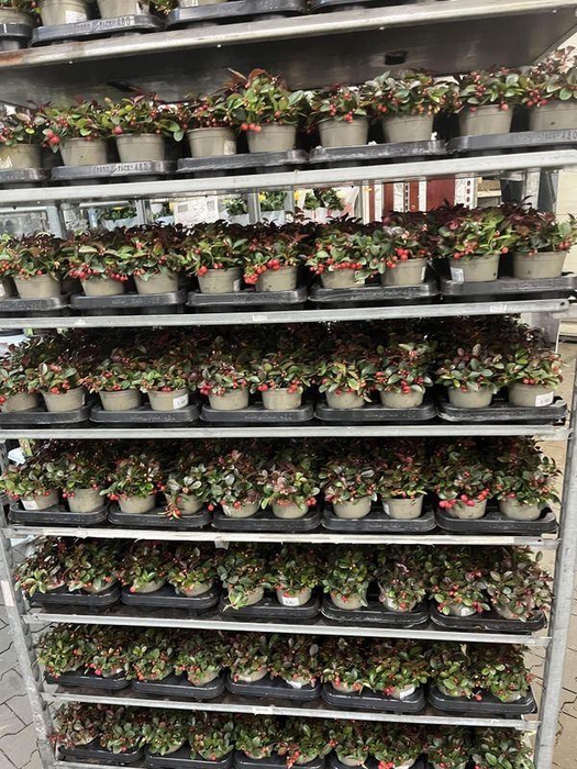 <h4>Gaultheria procumbens</h4>